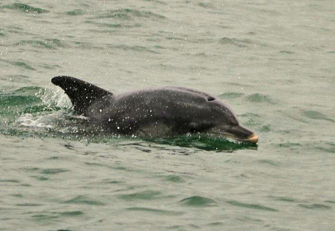 Bottlenose dolphin  Common bottlenose dolphin,Geotagged,South Africa,Tursiops truncatus