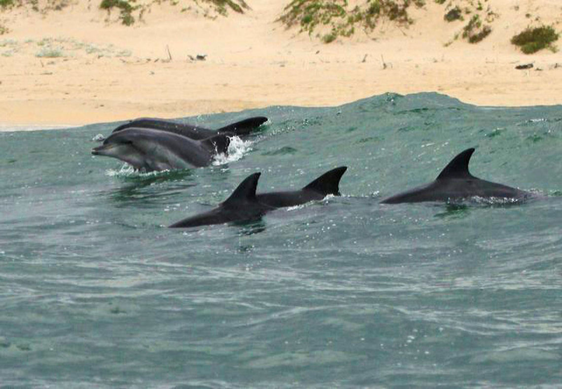 Dolphins The dolphins around Plettenbrg Bay get extremely close to the beach when they are hunting...we almost beached the boat watching these! Common bottlenose dolphin,Geotagged,South Africa,Summer,Tursiops truncatus