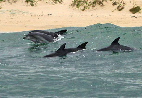 Dolphins The dolphins around Plettenbrg Bay get extremely close to the beach when they are hunting...we almost beached the boat watching these! Common bottlenose dolphin,Geotagged,South Africa,Summer,Tursiops truncatus