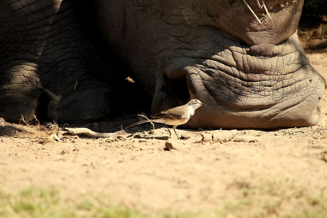 Tiny bird meets giant rhino I love the way this litle wagtail is looking up at the rhino 'Please don't suck me up your enormous nostril!' Cape Wagtail,Geotagged,Motacilla capensis,South Africa,Summer,birds,south africa