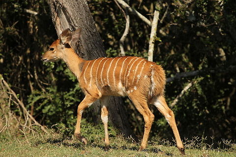 Young Nyala  Geotagged,Nyala,Nyala angasii,South Africa,Summer,mammals