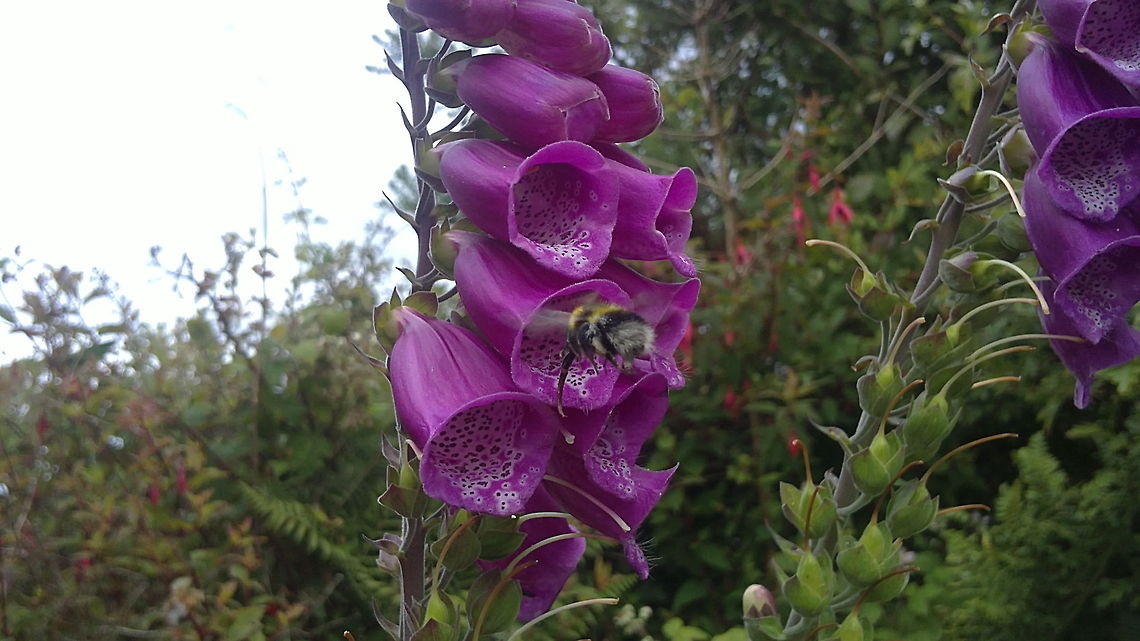 Life is Sweet Never a dull moment when life is so sweet!<br />
-Wild Bee out working on a gloomy summers day. Common Foxglove,Digitalis purpurea,Geotagged,Ireland