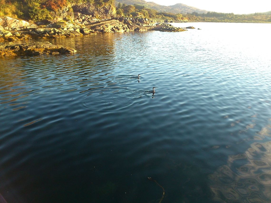 Morning Glory Enjoying a morning sunrise. <br />
-Two Duck divers enjoying the peace.<br />
