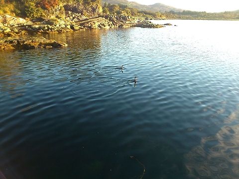 Morning Glory Enjoying a morning sunrise. 
-Two Duck divers enjoying the peace.
