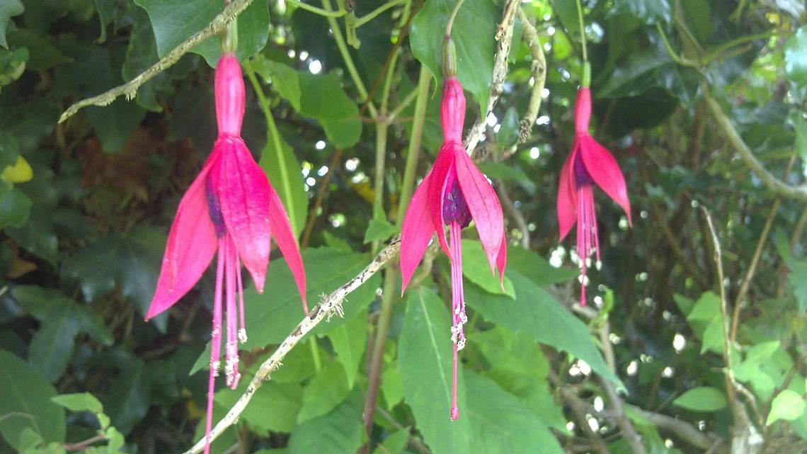West Cork  Natural West Cork  Fairies.<br />
-Fuschia Bush is a symbol of West Cork. Geotagged,Ireland