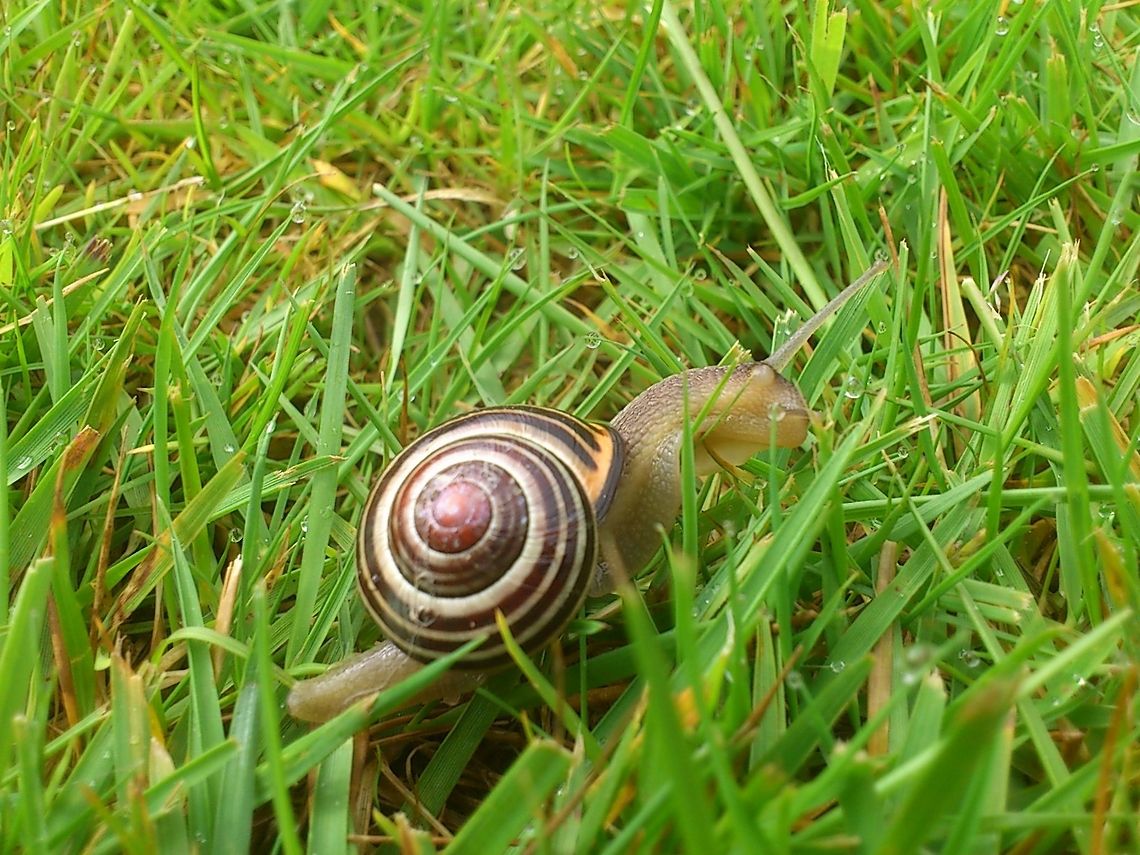 Moving Home Snail found in my garden.<br />
-He maybe be ugly but he takes a good picture! insect