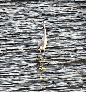 Migratory birds Migratory birds during a break in the Gulf of Suez Egretta garzetta,Little Egret
