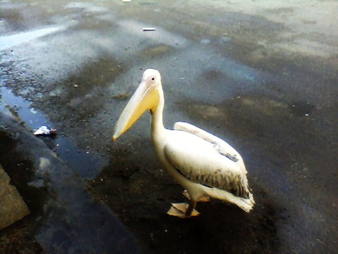 Migratory birds Migratory birds in the streets of the cities Great White Pelican,Pelecanus onocrotalus