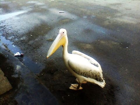 Migratory birds Migratory birds in the streets of the cities Great White Pelican,Pelecanus onocrotalus