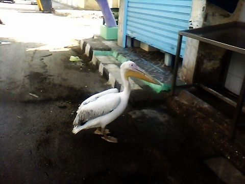Migratory birds Migratory birds in the streets of the cities Great White Pelican,Pelecanus onocrotalus