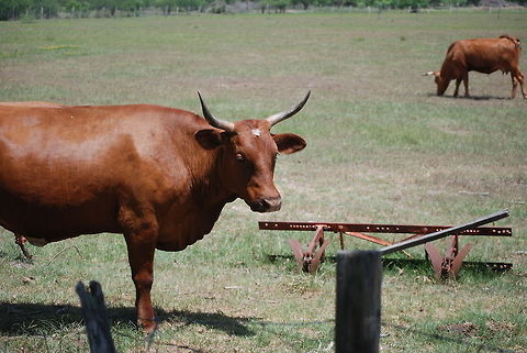 veronikas_photos_008  Bos primigenius taurus,Cattle