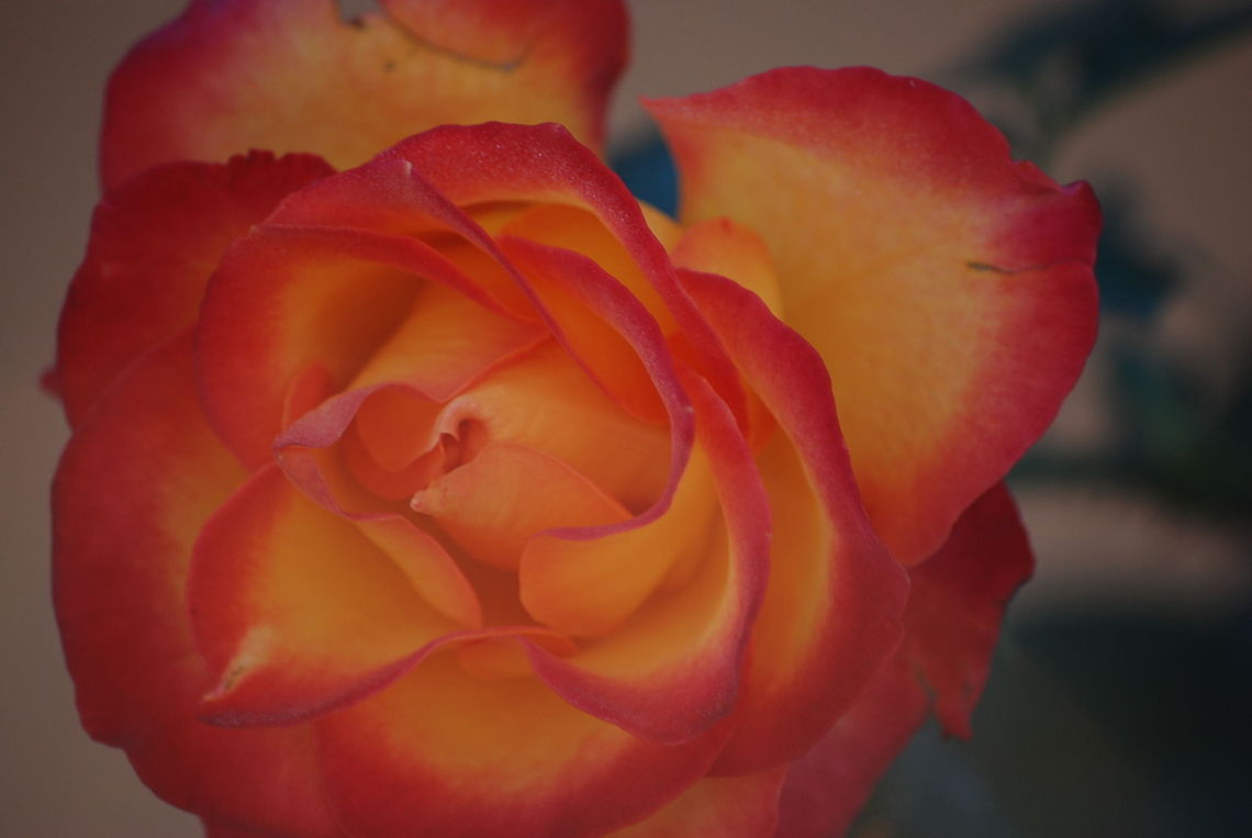 veronikas_photos_196  Field rose