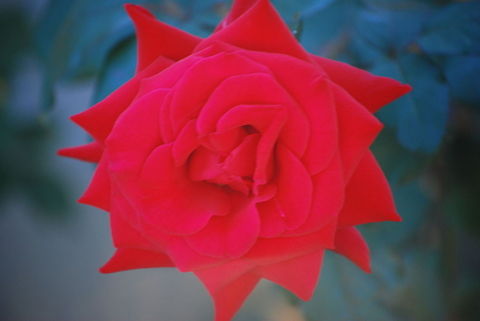 veronikas_photos_175