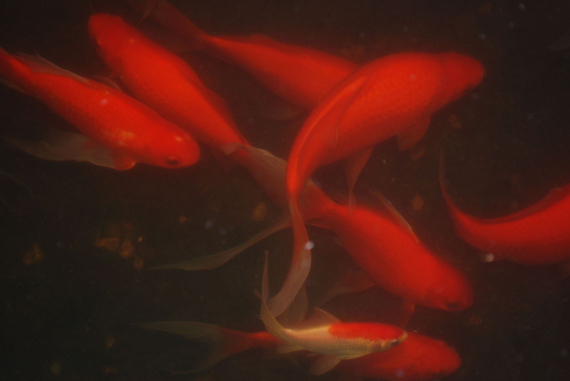 veronikas_photos_562