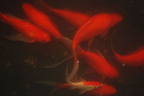 veronikas_photos_562