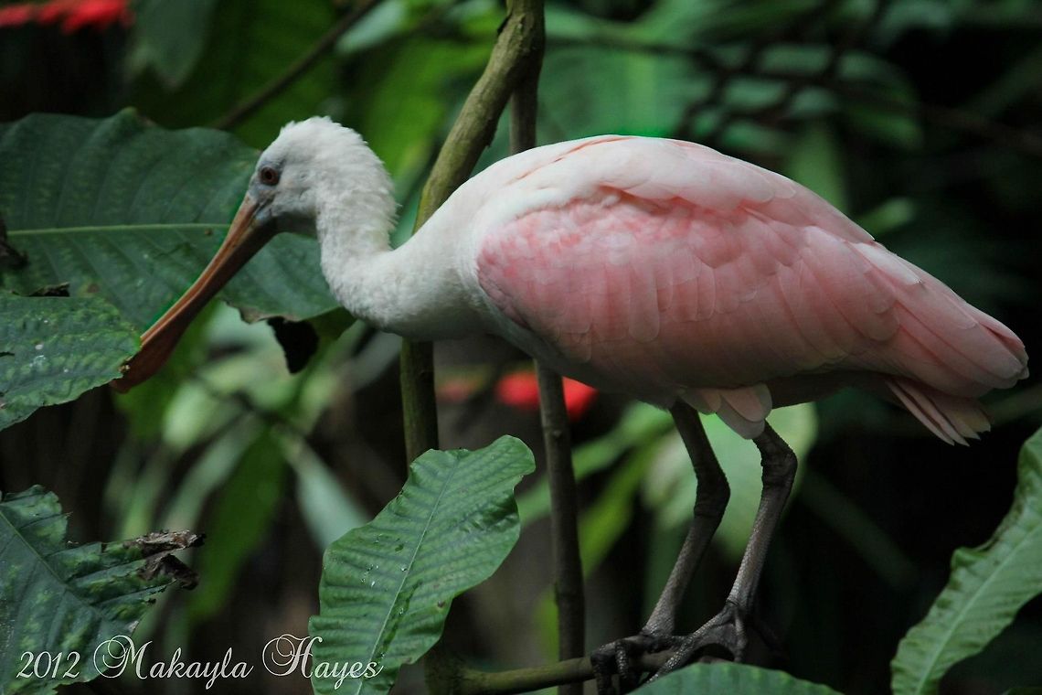 Could this be a Scarlet Ibis? I took this picture at the Washington DC Zoo in September.  Eudocimus ruber,Geotagged,Platalea ajaja,Roseate Spoonbill,Scarlet Ibis,United States,bird,pink,white