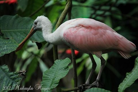 Could this be a Scarlet Ibis? I took this picture at the Washington DC Zoo in September.  Eudocimus ruber,Geotagged,Platalea ajaja,Roseate Spoonbill,Scarlet Ibis,United States,bird,pink,white