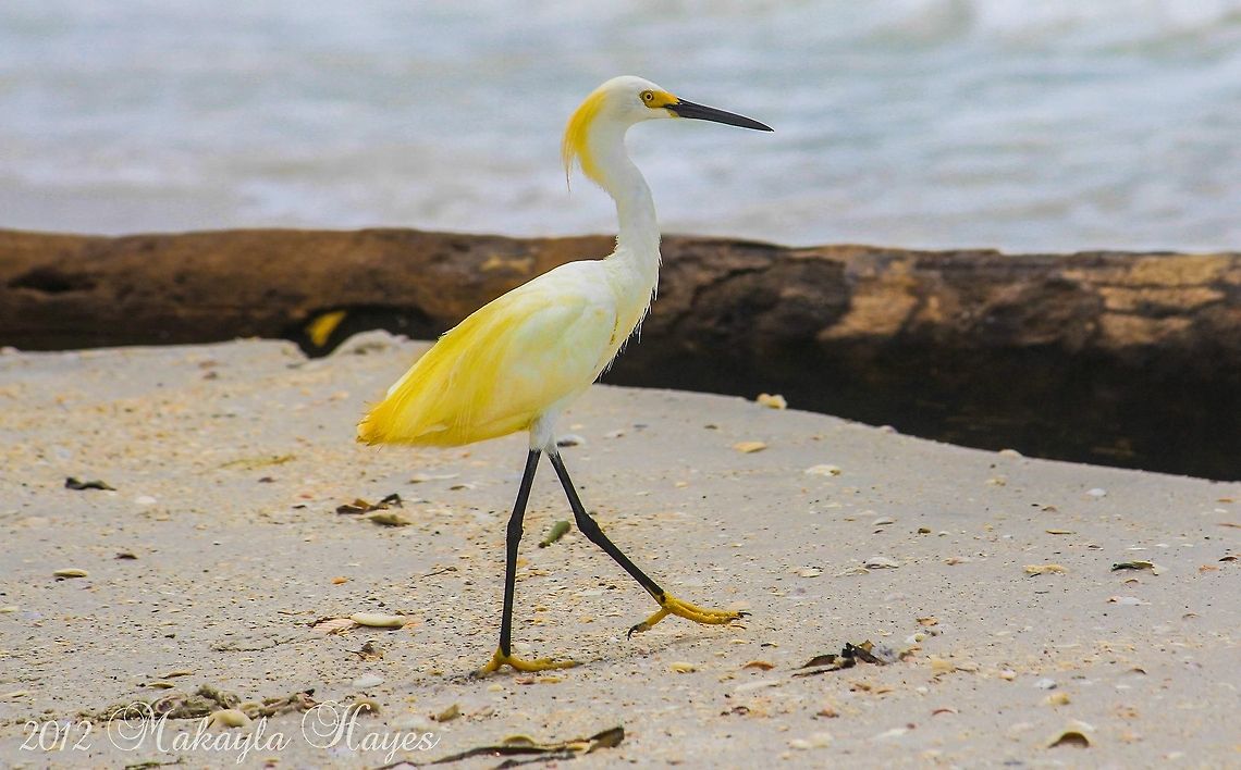 Beautiful bird on the beach This photograph was taken on the beach in Treasure Island Florida in July.  The bright yellow color is exquisite.   Egretta thula,European white waterlily,Snowy Egret,beach,birds,sand,white,yellow