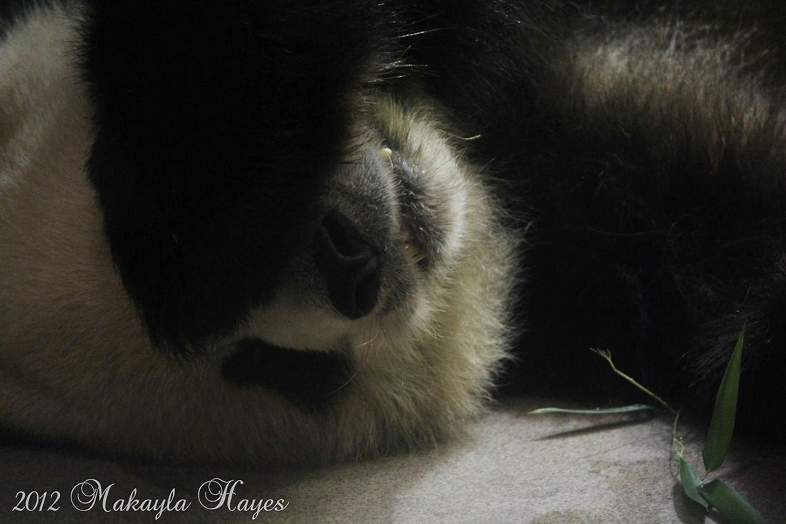 Panda Tian Tian Tian Tian is the male panda at the National Zoo in Washington DC.  This picture was taken in September. Ailuropoda melanoleuca,Giant panda,bear,black,panda,tian tian,washington dc,white,zoo