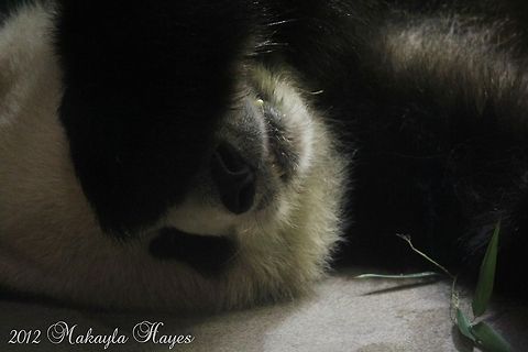 Panda Tian Tian Tian Tian is the male panda at the National Zoo in Washington DC.  This picture was taken in September. Ailuropoda melanoleuca,Giant panda,bear,black,panda,tian tian,washington dc,white,zoo