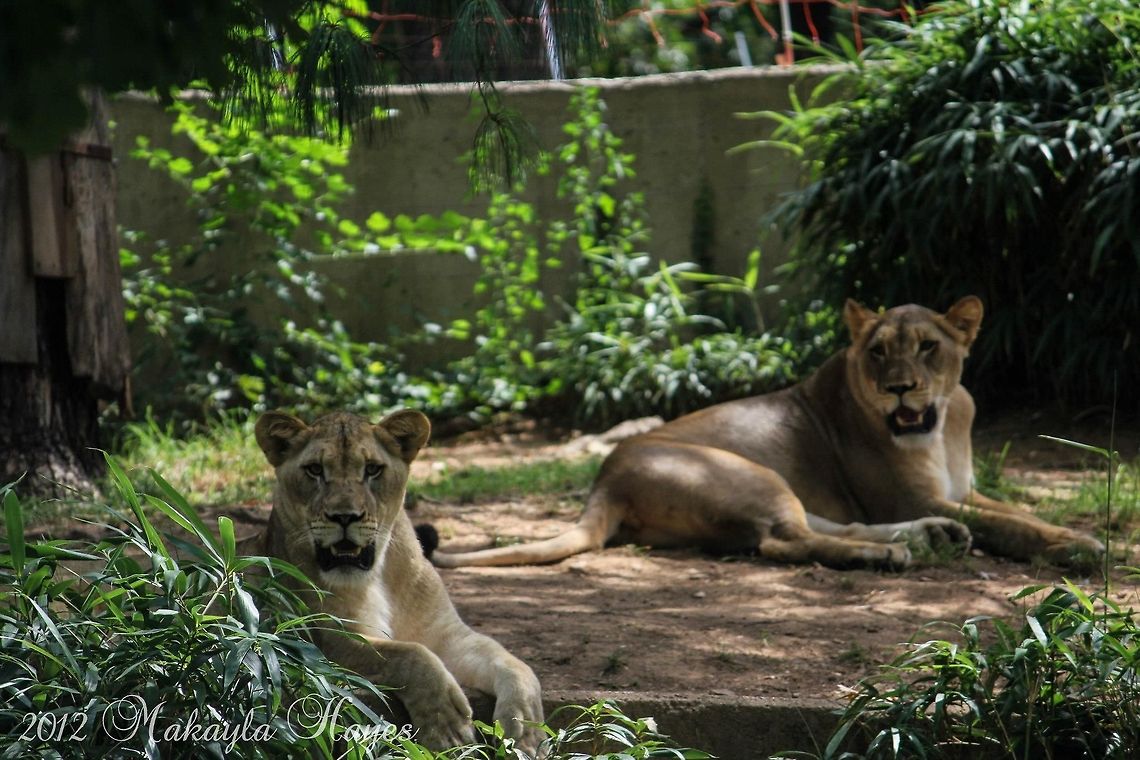 Beautiful Lions I took this picture of the Lions in September at the National Zoo in Washington DC.  It was so hot that day, you can see them panting. Lion,Panthera leo,cat,lion,washington dc,zoo