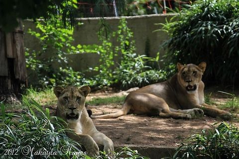 Beautiful Lions I took this picture of the Lions in September at the National Zoo in Washington DC.  It was so hot that day, you can see them panting. Lion,Panthera leo,cat,lion,washington dc,zoo