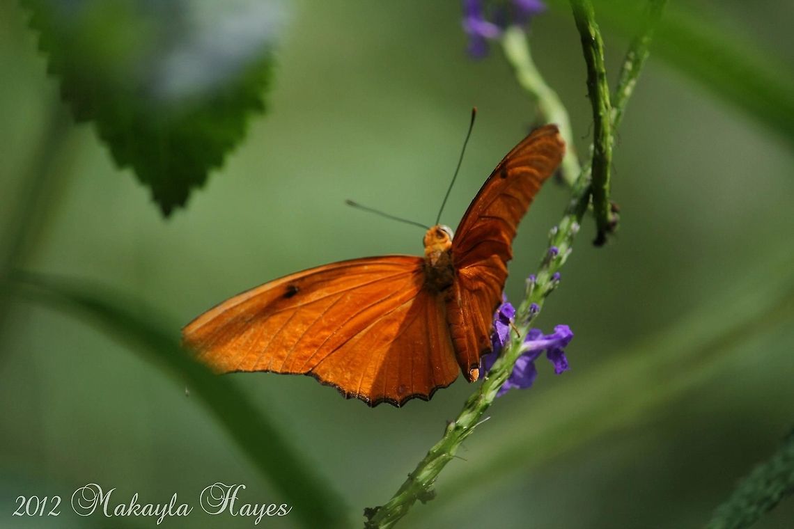 Beautiful butterfly I do not know the species of butterfly this is but it is the most beautiful butterfly I have ever seen. The color is so bright.  Dryas iulia,butterfly,fly,orange,smithsonian,wings