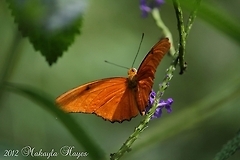 Beautiful butterfly I do not know the species of butterfly this is but it is the most beautiful butterfly I have ever seen. The color is so bright.  Dryas iulia,butterfly,fly,orange,smithsonian,wings