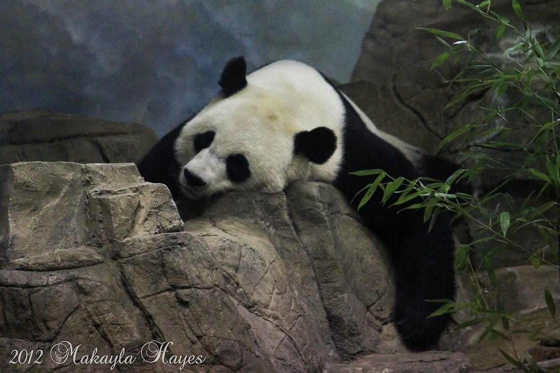 MEI XIANG The Panda Mei Xiang is the female panda at the National Zoo in Washington DC.  This picture was taken in September right before she gave birth to her panda cub that died 2 weeks later. :( Ailuropoda melanoleuca,Giant panda,Zoo,bear,black,cub,mei xiang,panda,washington dc,white