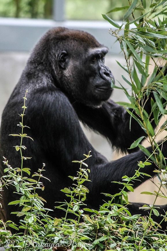 Gorilla  Gorilla,Gorilla gorilla,Western gorilla,black,silverback,washington dc,zoo