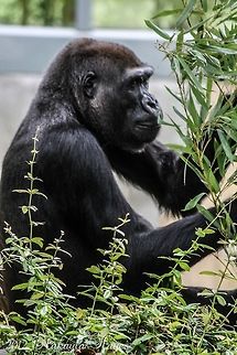 Gorilla  Gorilla,Gorilla gorilla,Western gorilla,black,silverback,washington dc,zoo
