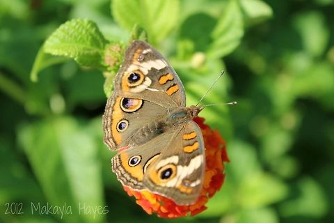 Butterfly If anyone can tell me what kind of butterfly this is that would be great. Common Buckeye,Junonia coenia,brown,butterfly,fly,red,wings
