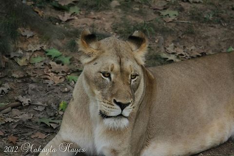 Lion  Lion,Panthera leo,africa,cat,lion,washington dc,zoo