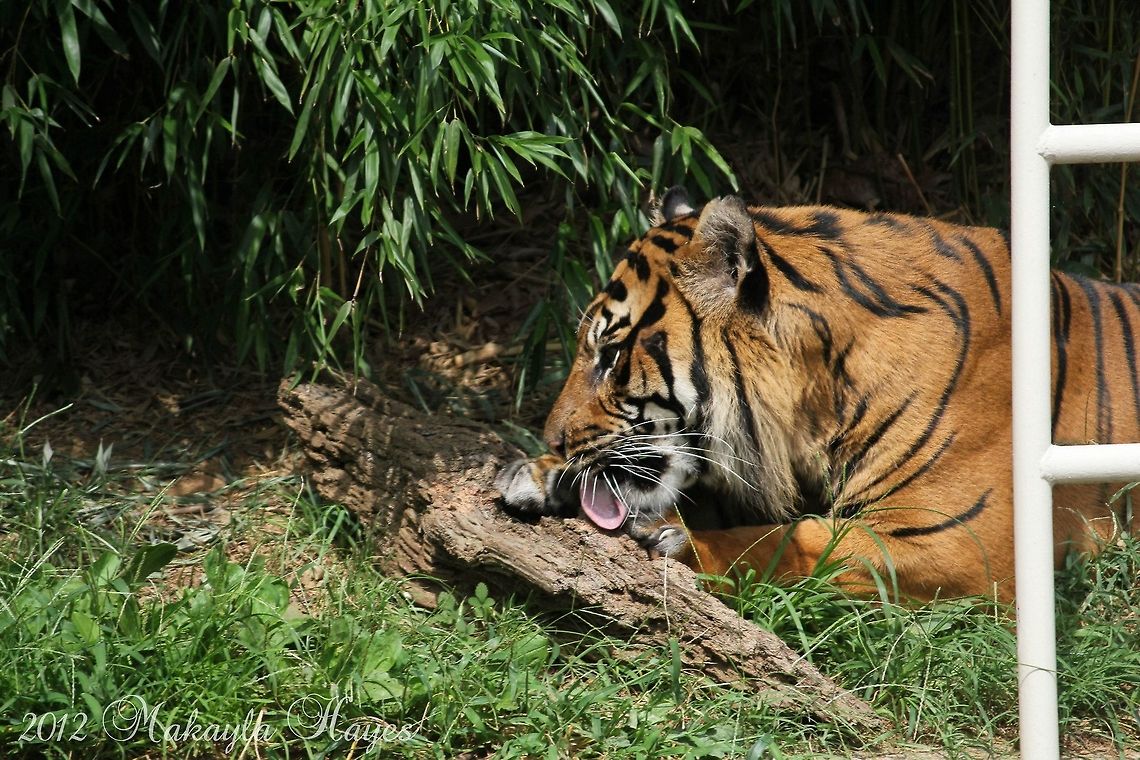 Tiger I caught this tiger licking. I thought this was an excellent shot. Bengal tiger,Big Cats,Panthera tigris tigris,africa,orange,tiger,washington dc,zoo