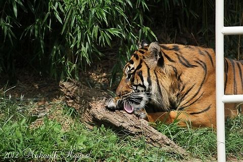 Tiger I caught this tiger licking. I thought this was an excellent shot. Bengal tiger,Big Cats,Panthera tigris tigris,africa,orange,tiger,washington dc,zoo
