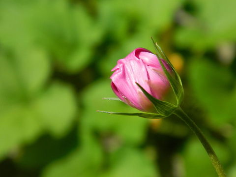 Flower This is a photo I took last month when I was gardening. I love the way the flower is completely in focus and you can see the silky texture of the petals clearly.