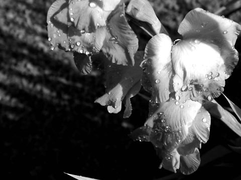 Morning Dew I really like the contrast, light, an shadow in this photo. I love to capture photos of flowers and look at them in black and white to see if they still hold their effortless beauty, and I think this is one of my favorite photographs I've taken that show this.