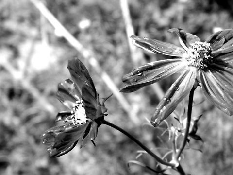 Flowers I took this photo last weekend and I fell in love with the contrast created when I converted it to black and white. It's bold and beautiful and I'm really happy with the way it came out. I would like to get it printed and hung on my wall soon, I think it's definitely a piece that would easy generate a conversation (: