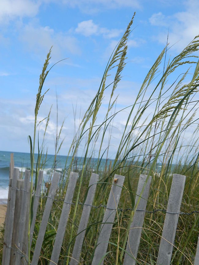 Serenity I took this photo the last time I visited my local beach, and I chose not to edit it. I really like the natural yet vibrant color of the grassy dunes against the crisp blue sky. It shows how beautiful our beaches really are, without and photo shopping (: