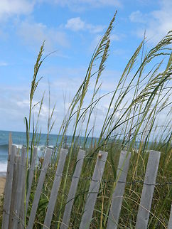 Serenity I took this photo the last time I visited my local beach, and I chose not to edit it. I really like the natural yet vibrant color of the grassy dunes against the crisp blue sky. It shows how beautiful our beaches really are, without and photo shopping (: