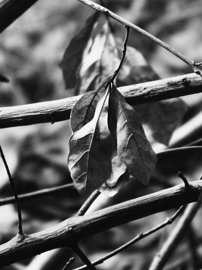 Forgotten Everyone says that a picture speaks a thousand words, and I think this is a great example of that. When I took this photo, I actually didn't think I would like it, but I kept it just in case. I cropped the photo and rotated it to focus on the small bungle of leaves hanging down from a broken tree limb and I think it looks really beautiful. I love the lighting on the two larger branches in focus, as well as the texture of the leaves in the photo. When I look at this I think about the care our environment deserves and the beauty in everything around us. I hope you like it (: