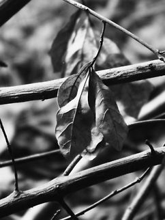 Forgotten Everyone says that a picture speaks a thousand words, and I think this is a great example of that. When I took this photo, I actually didn't think I would like it, but I kept it just in case. I cropped the photo and rotated it to focus on the small bungle of leaves hanging down from a broken tree limb and I think it looks really beautiful. I love the lighting on the two larger branches in focus, as well as the texture of the leaves in the photo. When I look at this I think about the care our environment deserves and the beauty in everything around us. I hope you like it (: