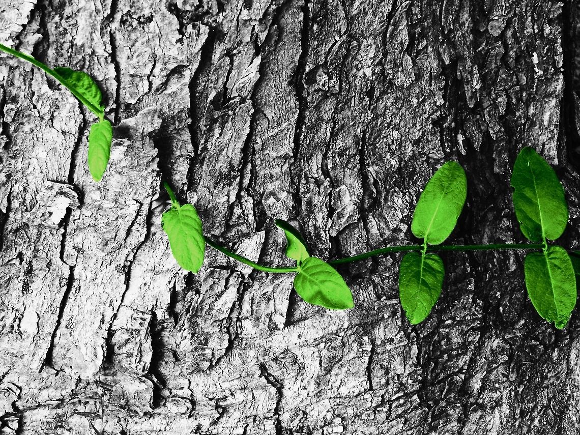 Silk Tree This photo was obviously edited, but I think the unique outcome is really eye catching. I normally only edit very few photos to enhance their colors if the lighting at the time I took it wasn't very good. For this photo, the lighting was intensely bright, so when I converted it to black and white it looked very soft and it was hard to distinguish texture. I added a lot of contrast and I tinted the leaves a bright green color to really pop against the black and white (almost silver) tree that the vine was growing on. This isn't my usual photo, but i think it's the first of many more edits to come. Let me know what you think (: