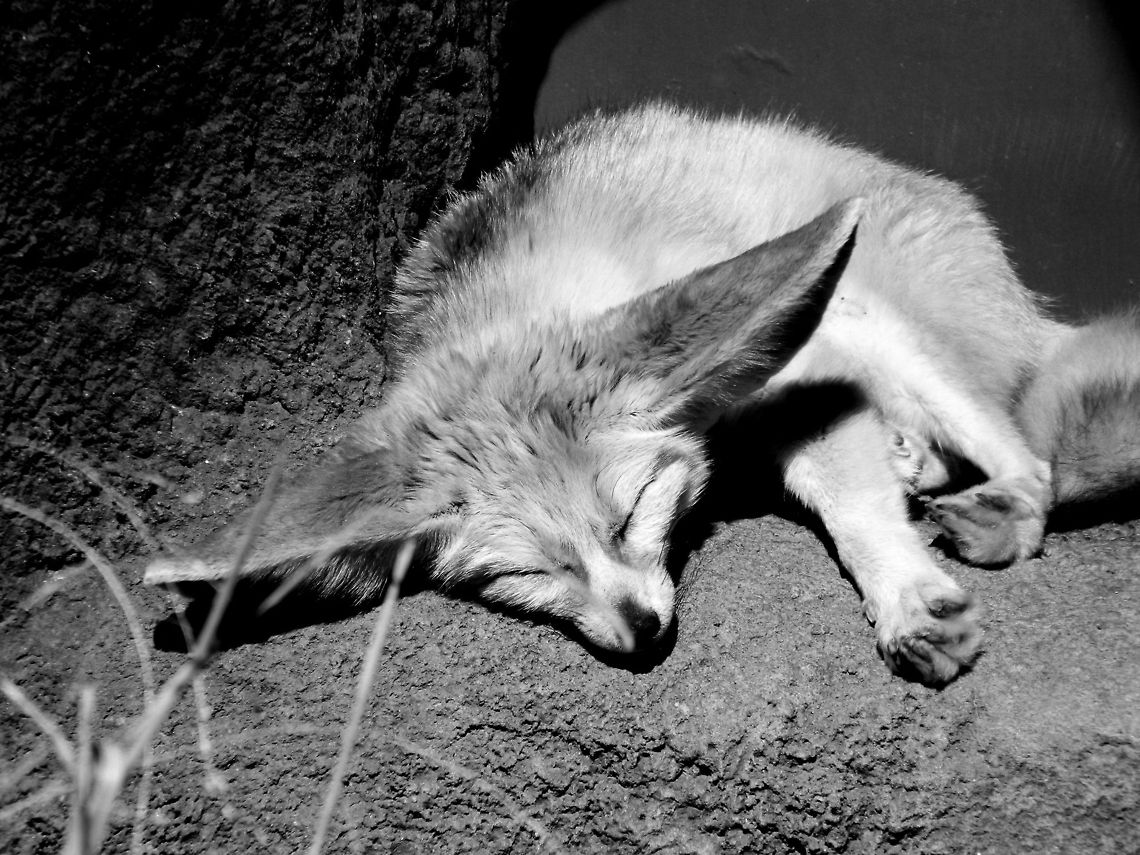 Rest I took this photo when I was at the zoo recently. I think it shows texture really well, but I wish the lighting was better that day so that it wouldn't be as bight. Overall I think it looks great and I'm happy that I was able to capture the animal in a more natural looking habitat, even though I was at the zoo. Fennec fox,Vulpes zerda