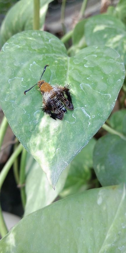 Melittia sangaica Melittia sangaica species in my home garden Geotagged,India,Melittia sangaica,Summer