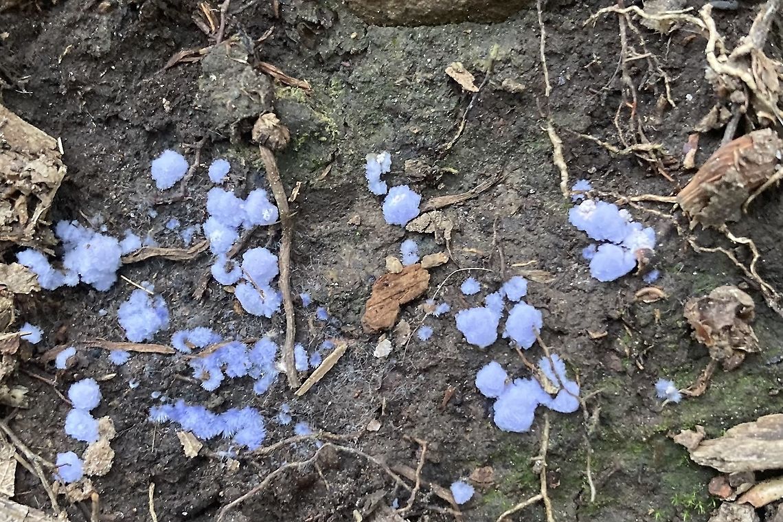 0564B67A-B6F8-468E-AF53-EC88A1BA1669 Looking for identification