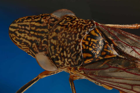 Cicadellidae family or Glass Wing Tree Hopper  Geotagged,Glassy-winged sharpshooter,Homalodisca vitripennis,United States