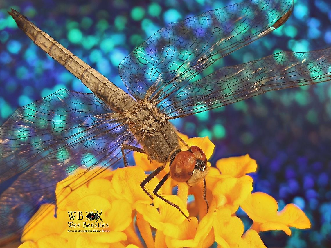 Dragonfly possibly Wandering Glider (Pantala flavescens) Typically seen during the monsoon season in AZ. Male and female with yellow-brown body, appearing orange or orange-yellow in flight. May have small dusky colored spots at tips of wings. <br />
Large dragonfly, length 4.5&mdash;5.0cm, wingspan 4.0&mdash;4.5cm. Flies constantly near water. Geotagged,Pantala flavescens,United States,Wandering Glider