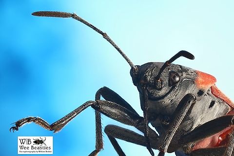 Milkweed_bug_Lygaeus_kalmii  Geotagged,Lygaeus kalmii,Small milkweed bug,United States
