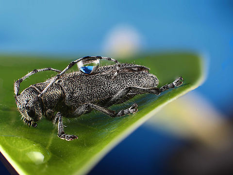 Long Horn Beetle  Geotagged,Summer,United States